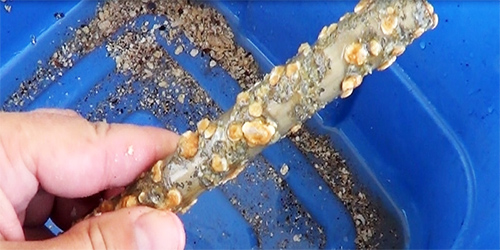 Элементы коррозии на ТЭНе Элементы коррозии на ТЭНе