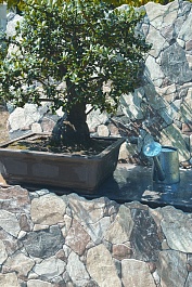 Oset Tapia – фотография-1